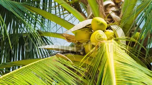 棕榈树上一束椰子树的底部景色阳光明媚在海风中微微移动视频的预览图
