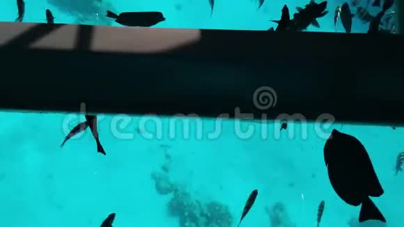 许多大型海鱼在船的玻璃底部游泳视频的预览图