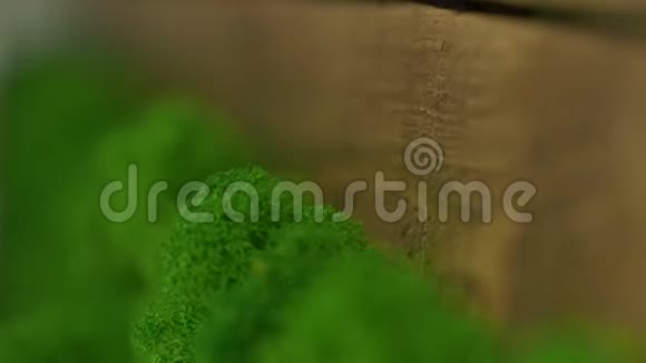 背景苔藓生长在树上焦点的顺利转移可见纹理视频的预览图