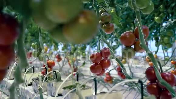 有番茄植物的温室新鲜健康的有机蔬菜视频的预览图