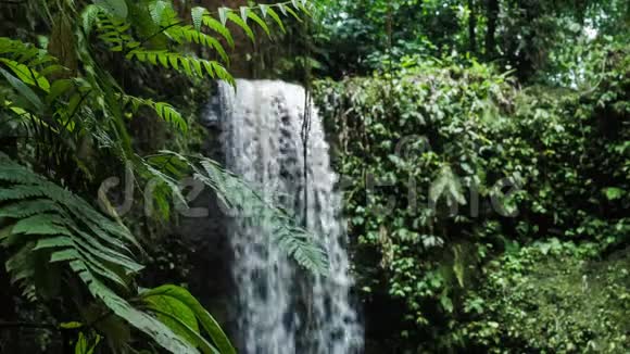 靠近热带瀑布前的丛林蕨类植物视频的预览图