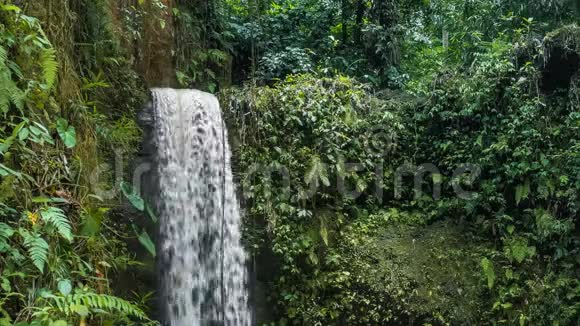 热带丛林中的瀑布有茂盛的绿色植物湿度高视频的预览图