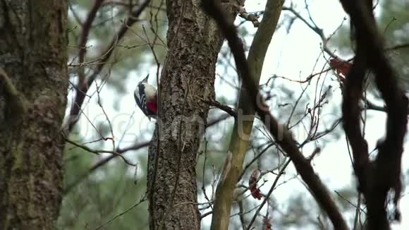 啄木鸟在林中摇曳的树木背景下锤击树干视频的预览图