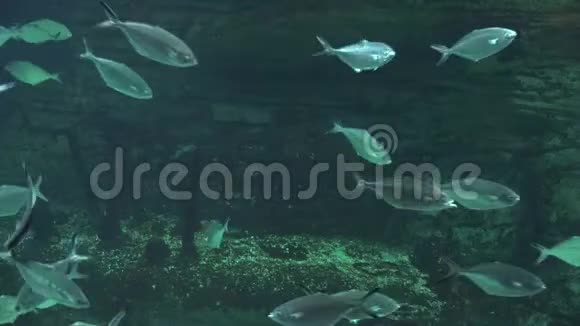石窟下的鱼类视频的预览图
