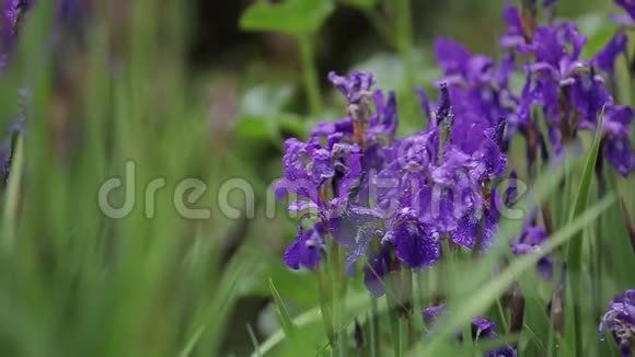 美丽的紫色鸢尾花在高大的草地上在近距离生长伊利斯随风摇摆有吸引力的植物群出售视频的预览图