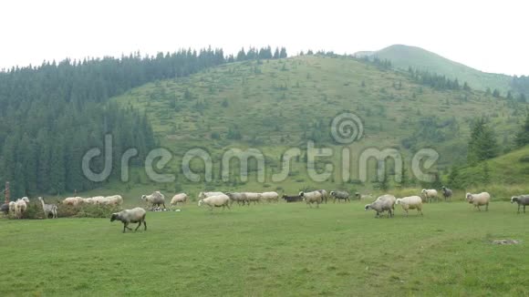 青草草甸绵羊放牧群视频的预览图