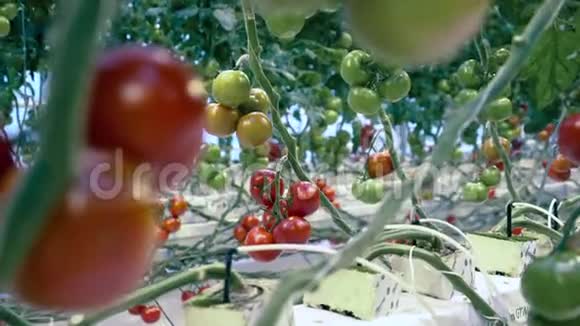 新鲜健康的有机蔬菜许多西红柿生长在温室里的植物视频的预览图