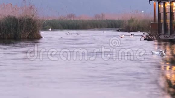 慢动作的河流溪流和鸭子土耳其阿卡卡视频的预览图