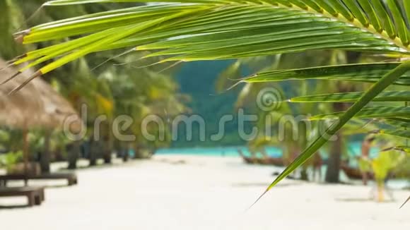 微风中的热带棕榈树叶和热带沙滩视频的预览图