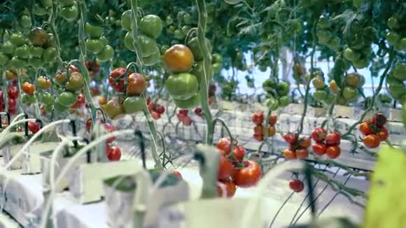 玻璃屋树枝上的新鲜西红柿视频的预览图