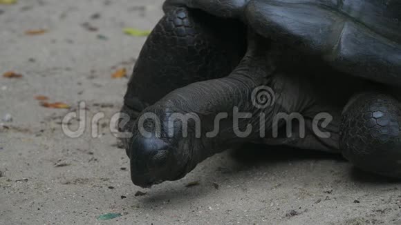 奥达布拉巨龟正在咀嚼食物奥达布拉切利斯吉甘特亚马河岛塞舌尔特写镜头视频的预览图