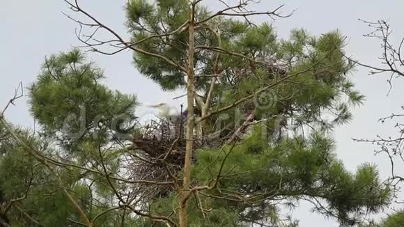 灰鹭阿尔迪亚西涅雷亚坐在树窝里飞走了视频的预览图