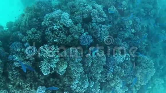 蓝色和黑色的鱼在绿松石水中在珊瑚之间游泳美丽的水下世界观水屏保视频的预览图