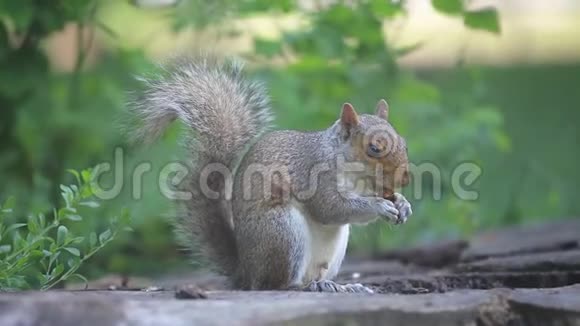 松鼠在华盛顿特区公园吃种子视频的预览图