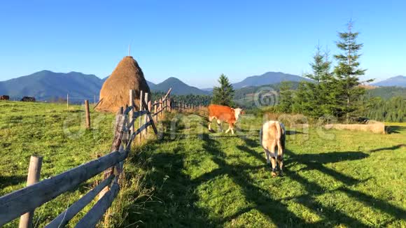 罗马尼亚布科维纳有奶牛的自然山体景观4k视频视频的预览图