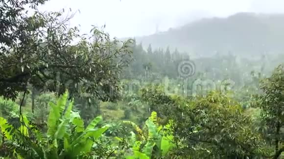泰国苏梅岛风暴期间热带雨林的降雨视频的预览图