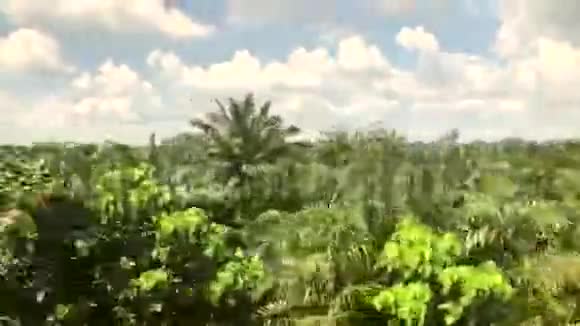 泰国巨大的油棕种植园视频的预览图