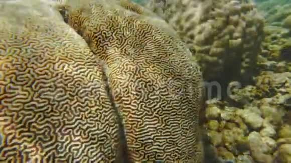 带脑珊瑚的珊瑚礁视频的预览图