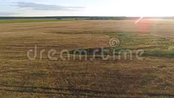 绿色玉米地鸟瞰图阳光明媚的夏日的植物景观视频的预览图