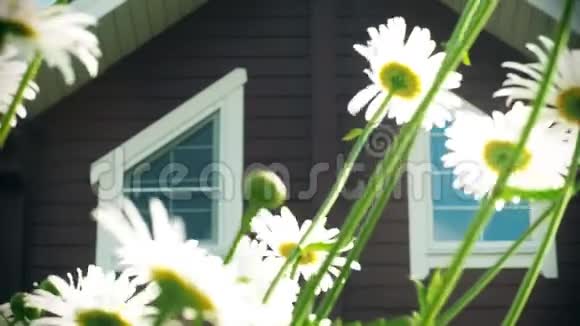 在房子附近的花园里白色的雏菊随风摇曳视频的预览图