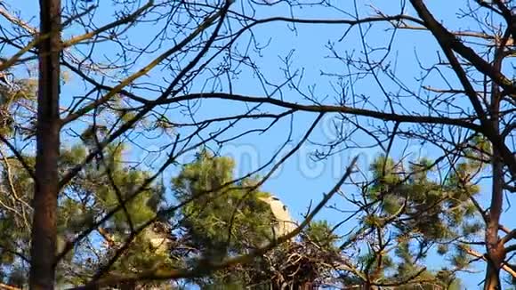 灰鹭阿尔迪亚西尼亚坐在树上的树枝上视频的预览图