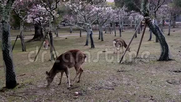 冬季早晨在奈良公园的Ume花园举行会议视频的预览图