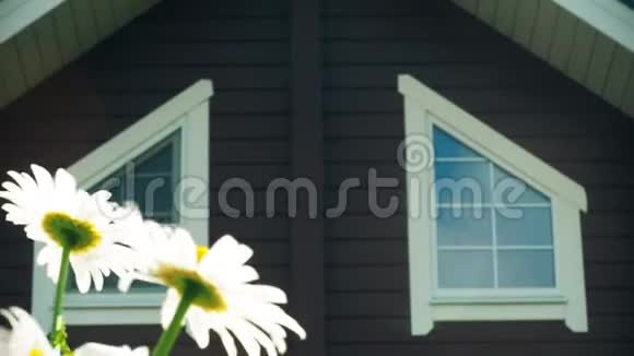 在房子附近的花园里白色的雏菊随风摇曳视频的预览图