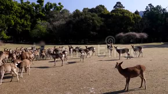 日本奈良2020年2月21日冬季早晨在奈良公园的托比希诺用喇叭吸引鹿视频的预览图