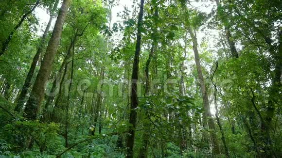 光照在泰国翠绿的森林上视频的预览图