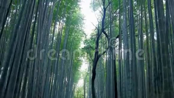 在京都的阿拉山冬天的早晨穿过竹树林小径视频的预览图