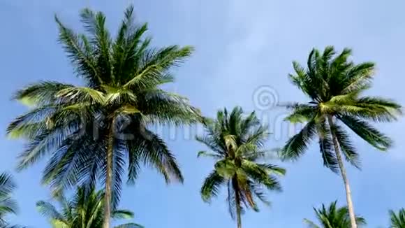 泰国苏梅岛的椰子棕榈和天空视频的预览图