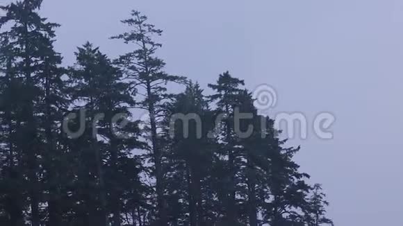 森林悬崖的边缘视频的预览图