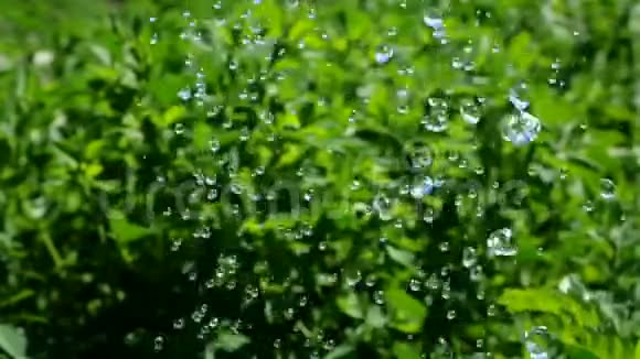 美丽而透明的水滴在灌木和植物上以绿叶和树木为背景视频的预览图