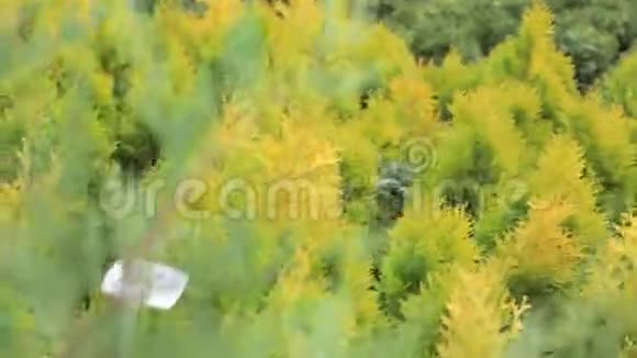 苗木植物的密枝视频的预览图