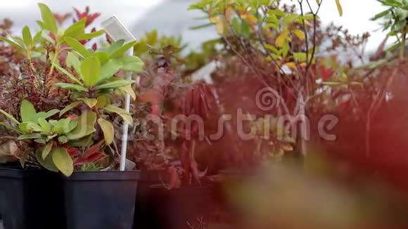 花盆中的植物视频的预览图
