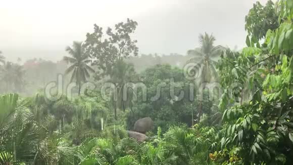 泰国苏梅岛风暴期间热带雨林的降雨视频的预览图