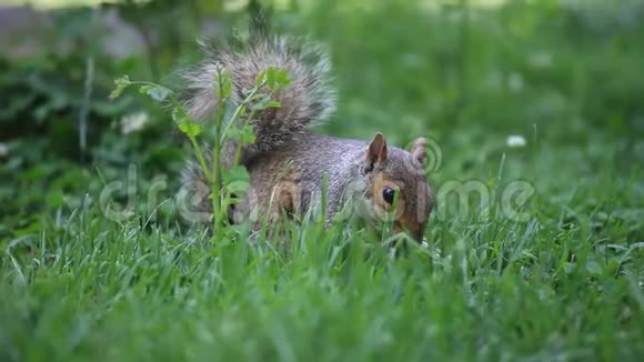 松鼠在华盛顿特区公园吃种子视频的预览图