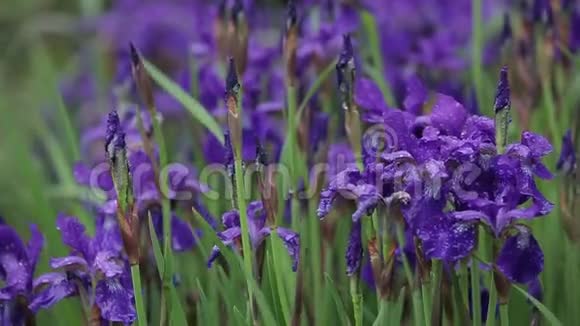 美丽的紫色鸢尾花在高大的草地上在近距离生长伊利斯随风摇摆美丽浪漫视频的预览图