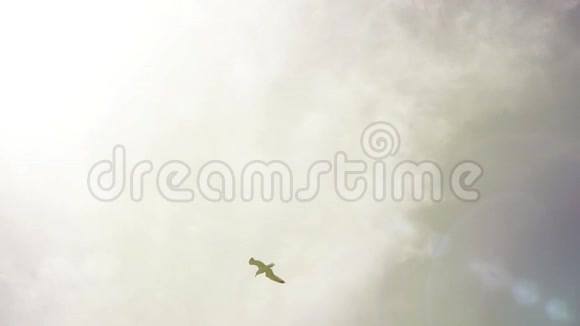海鸥骄傲地在地上翱翔在天空和太阳阴云密布的背景下飞翔的白色海鸟视频的预览图