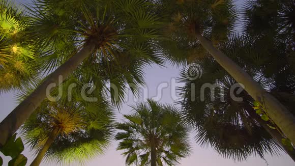 黎明时分棕榈树上的鸟儿在鸣叫视频的预览图