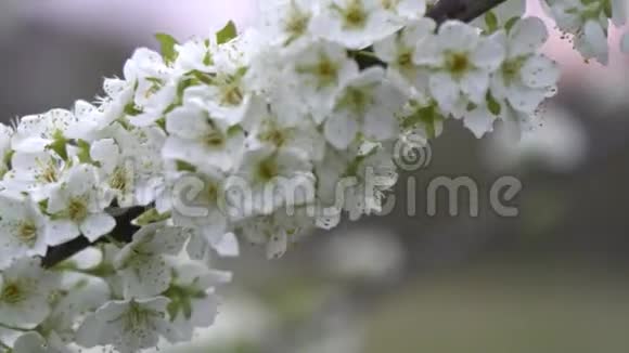 春天樱花的绽放视频的预览图