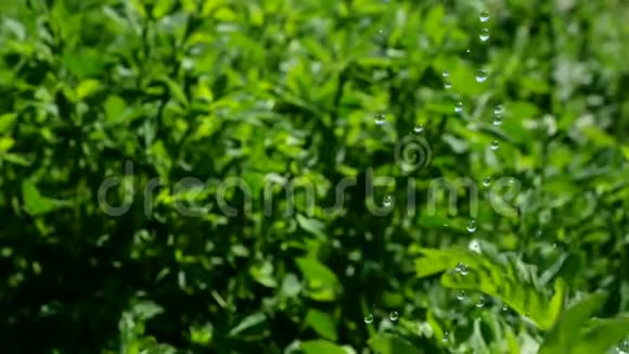 水滴缓慢地倒在灌木丛上业主浇水花草特写观景光线视频的预览图