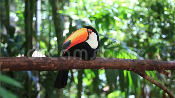 一只色彩斑斓的巨嘴鸟坐在自然环境中的树枝上视频的预览图
