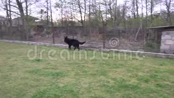 德国牧羊犬和主人在私人院子里玩耍视频的预览图