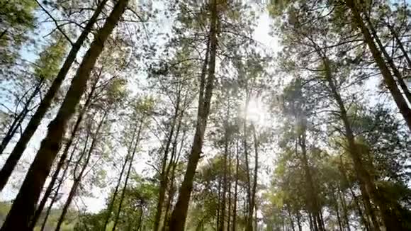 光照在泰国翠绿的森林上视频的预览图