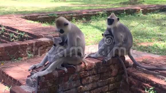 斯里兰卡Anuradhapura古城的黑面猴子或兰古猴子视频的预览图
