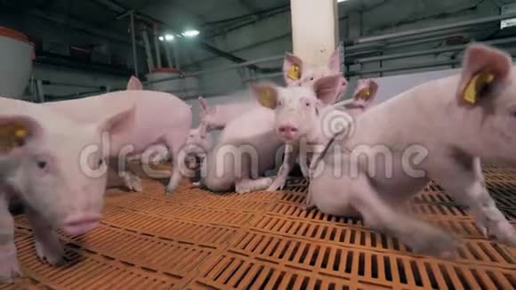 有缺陷的农场猪正试图嗅到摄像机视频的预览图