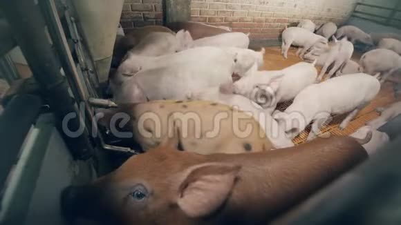 小猪正挤在喂食器附近视频的预览图