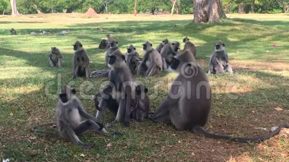 斯里兰卡Anuradhapura古城的黑面猴子或兰古猴子视频的预览图