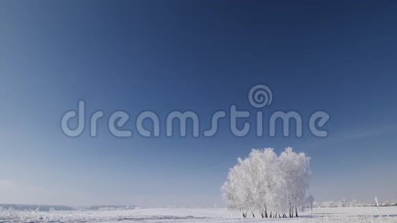 冬天白雪皑皑的田野上树木丛生视频的预览图